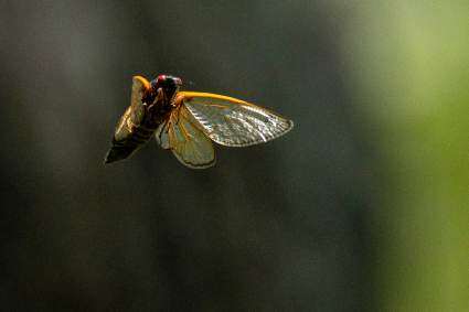 Extraño ejemplar de mosca invade al noreste de Estados Unidos: ¿Cómo exterminarlas?
