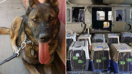 ¿Es cierto que abandonaron perros militares en Afganistán?