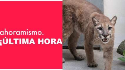 Nueva York: Puma salvaje es rescatado de apartamento: ¿Qué se sabe?