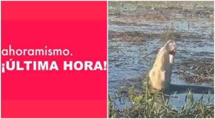 Viral: Cocodrilo devora un dron y casi se ahoga por el humo – Video