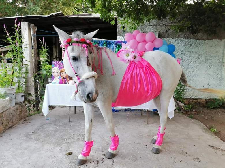 Baby Shower de una yegua en México se hace viral