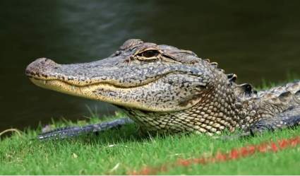 Un cocodrilo comiéndose a otro en Carolina del Sur [VIDEO VIRAL]