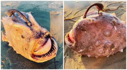 San Diego: Hombre encuentra extraño pez ‘monstruo’ mientras paseaba por la playa