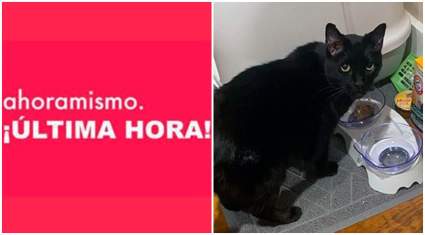 Kentucky: Gato negro sobrevive 9 días sin comer después de los tornados