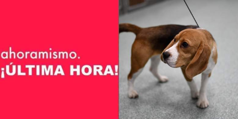 España: denuncian que más de 30 perros serán sacrificados en estudio científico.