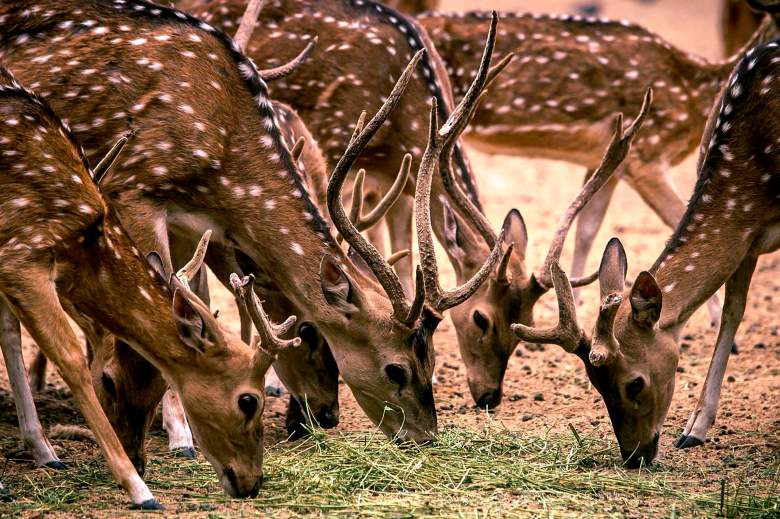 Un grupo de venados cola blanca (Odocoileus virginianus) es visto en el zoológico de Culiacán, estado de Sinaloa, México, el 26 de mayo de 2020.