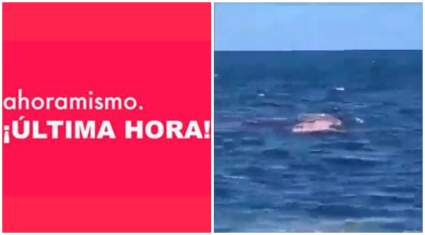 Tiburón blanco devora a nadador en las costas de Sidney – IMÁGENES FUERTES