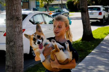 Alarma en Florida por contagioso virus que ataca a perros: ¿Qué es el CIRDC?