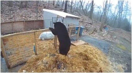[VIDEO] ¡Dos cerdos consiguen salvar su vida y ahuyentar a un oso negro!