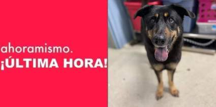 Familia de Carolina del Norte abandona a su perro por miedo de que sea gay