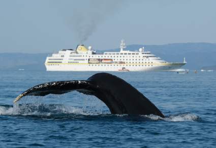 México: Ballena choca con embarcación y turistas vuelan por los aires – VIDEO