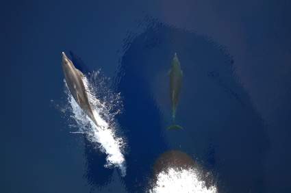 Rusia despliega delfines militares en el Mar Negro: ¿Qué planes tiene Putin?