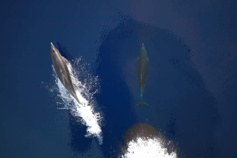 delfines-militares-rusia