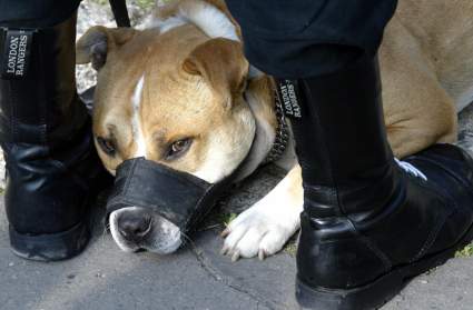 California: Madre mató a su perro pittbull para salvar a su hija bebé