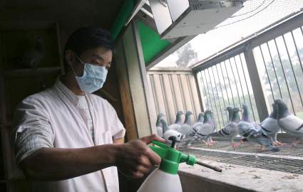 China: confirman el primer caso de gripe aviar H3N8 en seres humanos