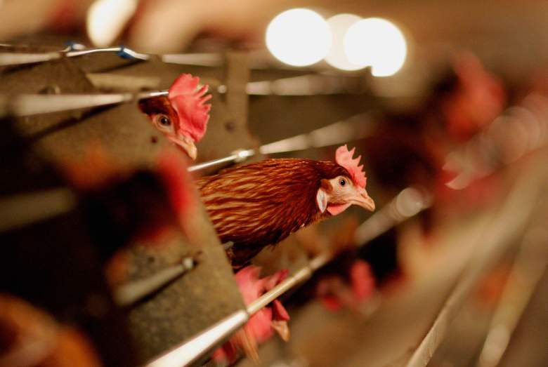 Las gallinas de batería se sientan en un cobertizo de pollo el 6 de febrero de 2007 en Suffolk, Inglaterra.