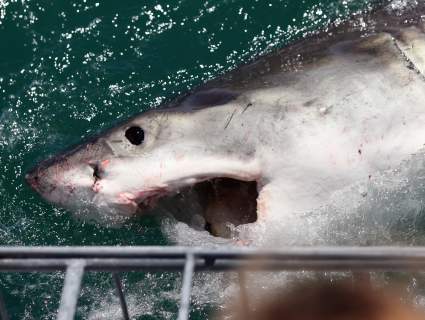 Australia: Tiburón blanco ataca el bote de una familia – Video impactante