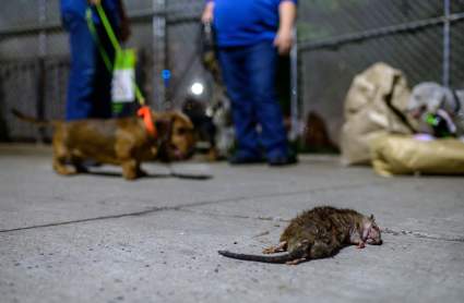 Aumentan quejas de ratas en Nueva York: Denuncian récord en una década