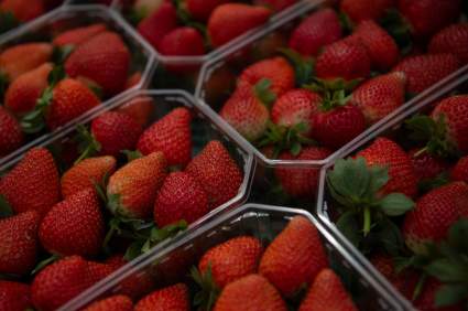 ¿Fresas orgánicas desataron brote de Hepatitis A? Alerta sanitaria de la FDA