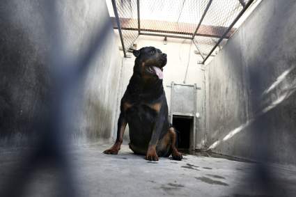 Virginia: Rottweiler mata a niña de 7 años y acusan a sus abuelos por homicidio