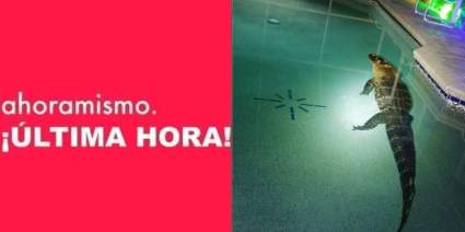 Florida: Caimán irrumpe en una casa y se mete a la piscina – Imágenes