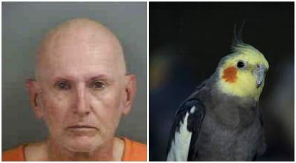 Naples: Hombre detenido por dejar encerrado al loro en su automóvil: Shawn Wilder