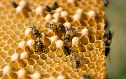Omaha: Descubren miles de abejas tras la pared de una casa de familia – VIDEO