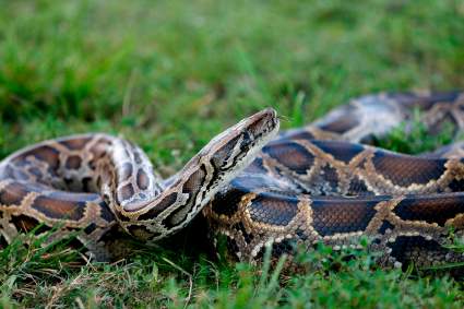 Florida: Capturan una serpiente pitón de 215 libras – Imágenes