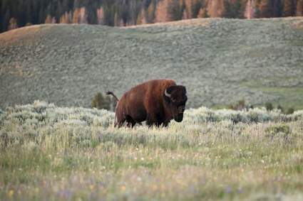 Yellowstone: Un bisonte hizo volar por los aires a una turista – ¿Cómo fue?