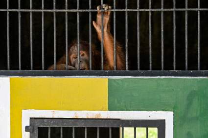 Pánico en Indonesia: Orangután atrapa a visitante y lo arrastra a su jaula – VIDEO