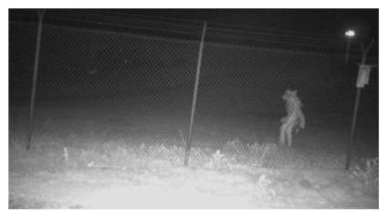 Capturan imágenes de una criatura extraña en zoológico de Texas