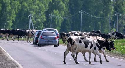 Florida: Caos de tránsito en autopista Turnpike por manada de vacas sueltas – VIDEO