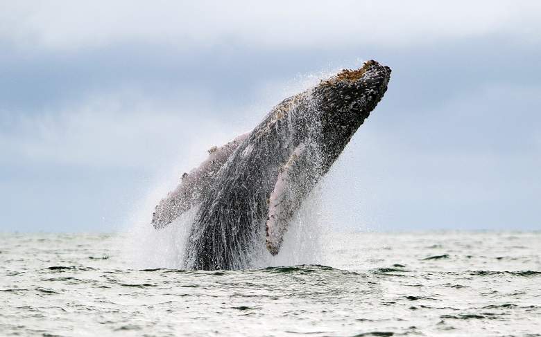 Ballena jorobada golpea un bote en las costas de Playmouth