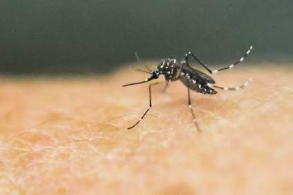 Joven de 21 años muere por picadura de mosquito: Oriana Pepper