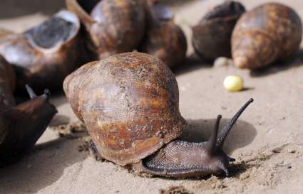 Florida: Un condado en cuarentena por el hallazgo de caracol gigante africano