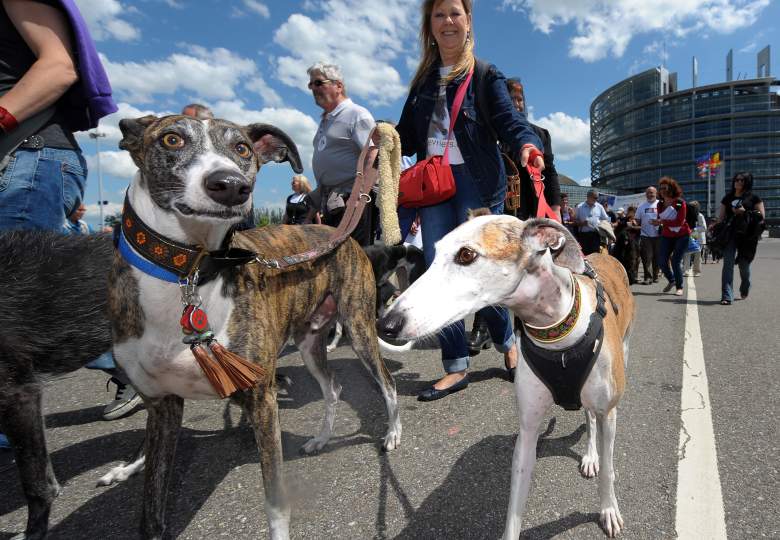 La gente participa con sus galgos el 9 de junio de 2012 frente al Parlamento Europeo en Estrasburgo, este de Francia