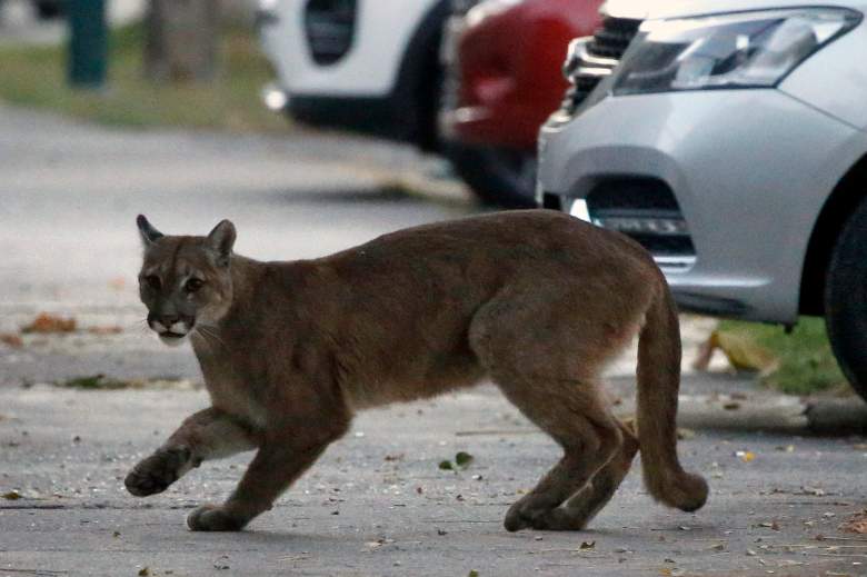 Puma atacó salvajemente a una mujer en Utah