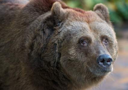 Japón: Un escalador luchó mano a mano con un oso para salvar su vida – Video