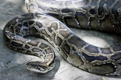 Mujer desaparecida es hallada en el interior de una serpiente – Imágenes fuertes