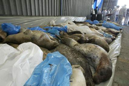 Misterio en el Mar Caspio: Hallan más de 1700 focas muertas en la costa