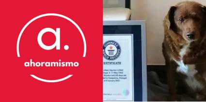 Este es el perro más viejo del mundo según los Récord Guinness: ¿Cuántos años tiene?