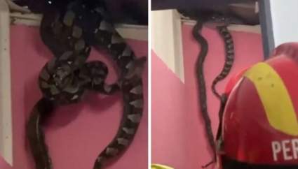 VIDEO – Impresionante: Dos serpientes pitón gigantes caen del techo en casa de Malasia