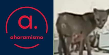 Capturan a un perro fantasma: El misterioso animal hallado en Bolivia