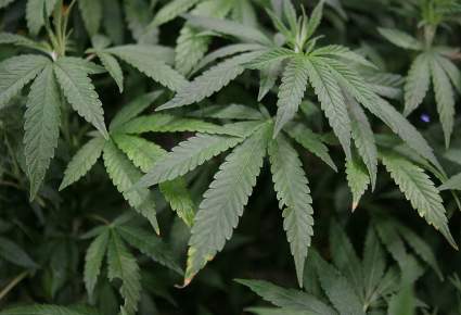 Más cannabis que chocolate: Sorpresivo dato sobre consumo de marihuana en EEUU