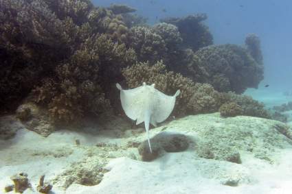 Espina de mantarraya perforó la espalda de una mujer en Tampa