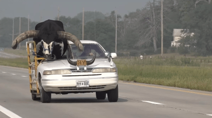 Detienen a un conductor en Nebraska por llevar un enorme toro [VIDEO]