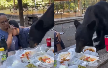 Oso sorprende a familia durante picnic en Nuevo León [VIDEO]