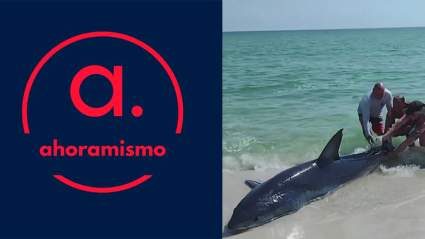 Bañistas rescatan tiburón varado en playa de Florida [VIDEO]