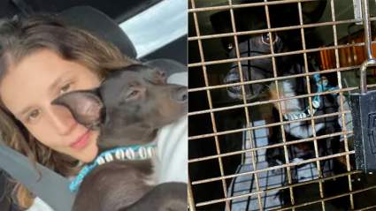 Encuentran a Maia, la perrita que se perdió en el aeropuerto de Atlanta