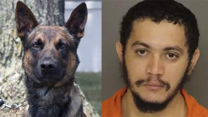 Yoda: el perro policía que detuvo a Danelo Cavalcante